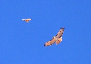 Red-tail hawks soaring