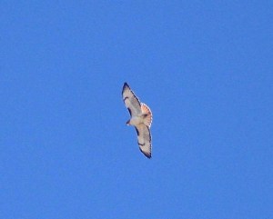 Red-tail hawk soaring