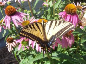 2009_0718Image0115 a butterfly on flowers