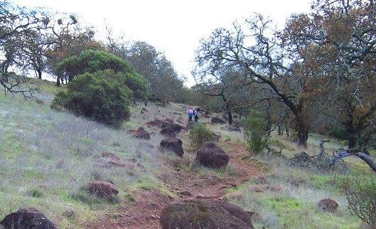 an upward trail through trees and rocks