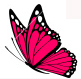a pink butterfly