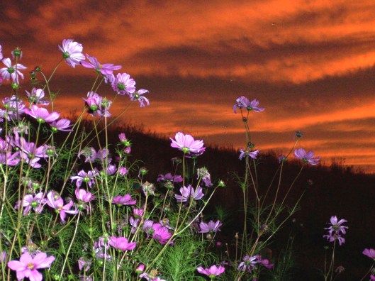 Cosmos flowers against a blazing sunset