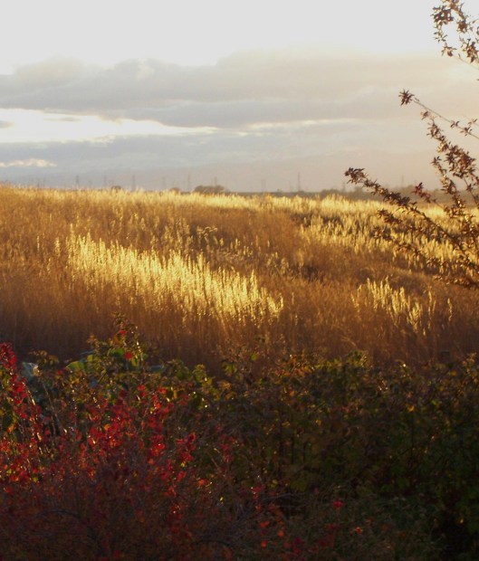 Evening Light on the Grasses