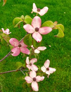 dogwood flowers
